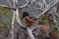 Spotted Towhee 2013-12-14_2
